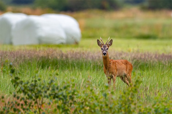 A roe deer